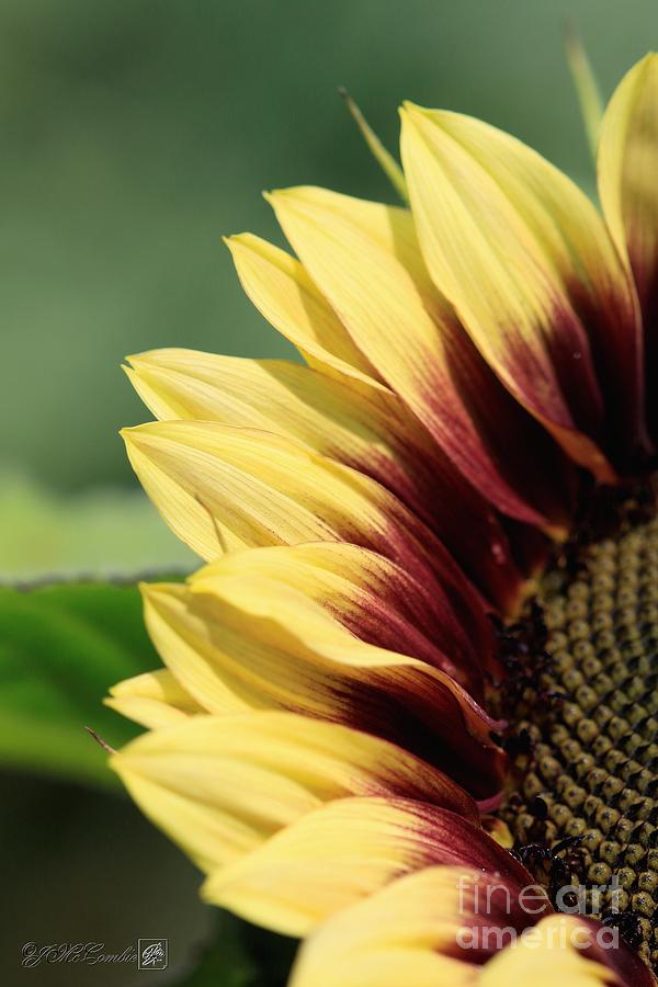 ruby eclipse sunflower