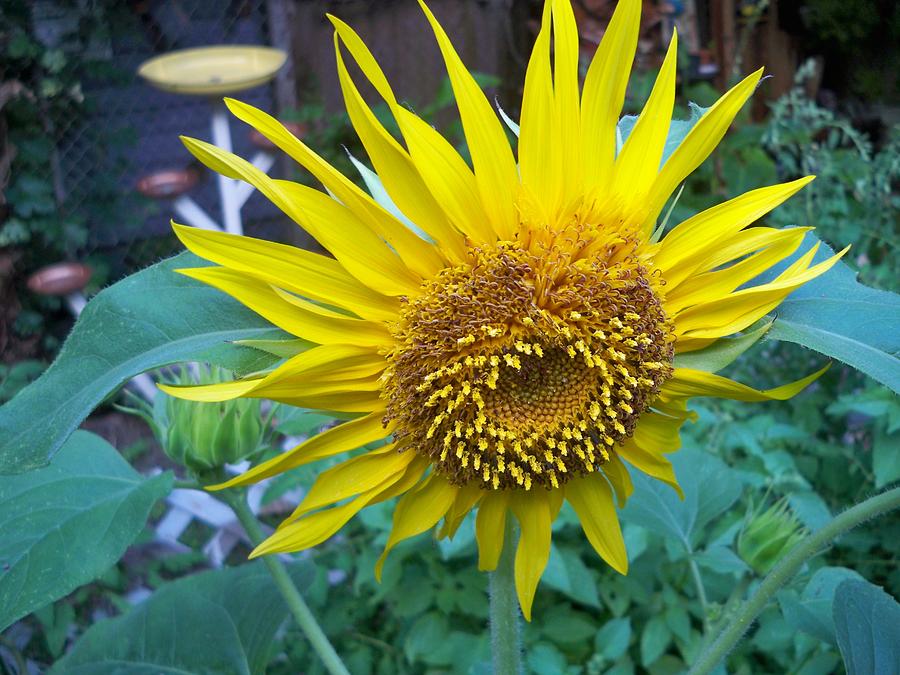 Sunflower Photograph by Nancy Graham