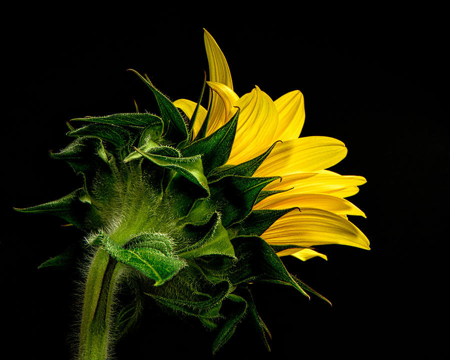 Flower Photograph - Sunflower by Neva Kittrell-Scheve