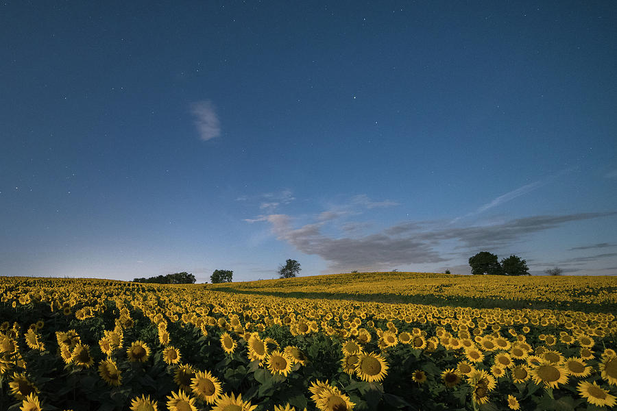 Sunflower Nights Photograph by Ryan Heffron