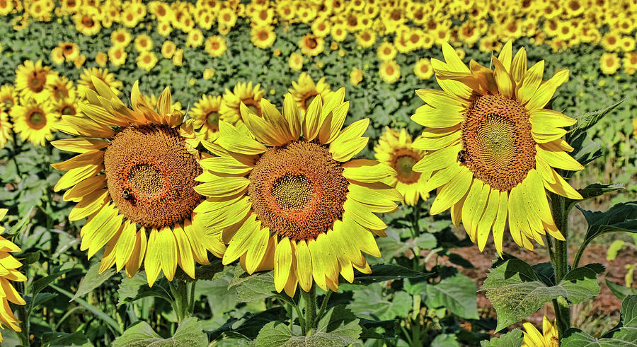 Sunflower Nirvana 33 Photograph by Allen Beatty