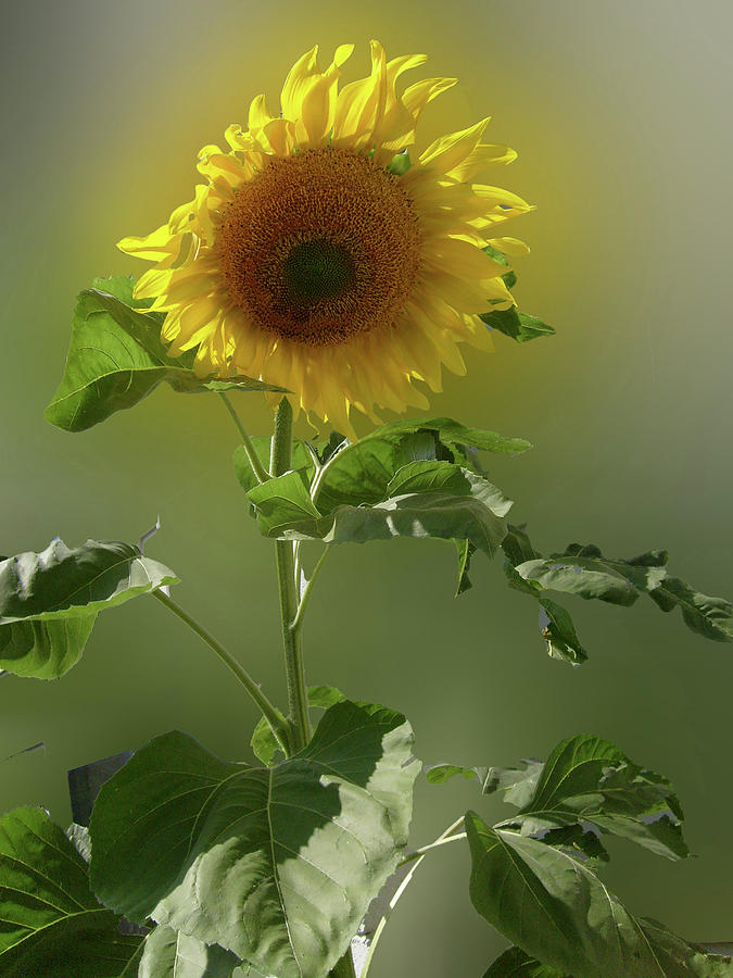 sunflower No. 10 Photograph by Susan Crowell