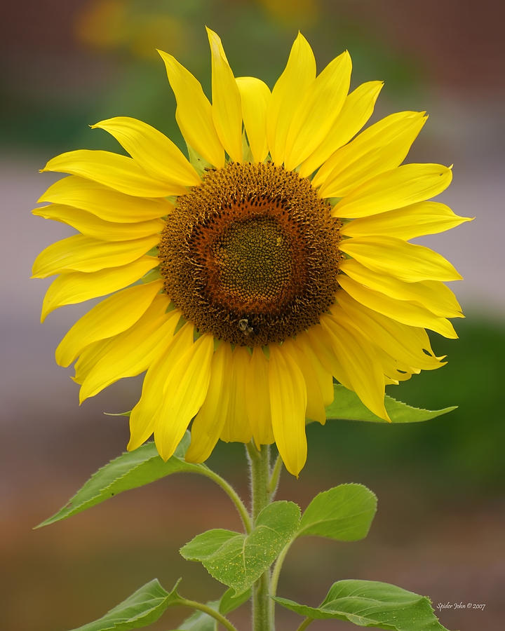 Sunflower No. 3 Photograph by Rick Wilkerson - Fine Art America