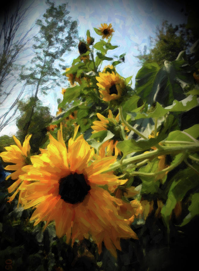 sunflower No.8 Photograph by Susan Crowell