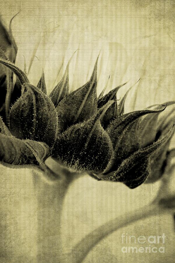 Sunflower Nostalgia Photograph by Clare Bevan