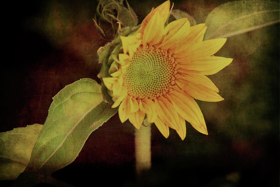Sunflower of Summer Photograph by Wild Sage Studio Karen Powers