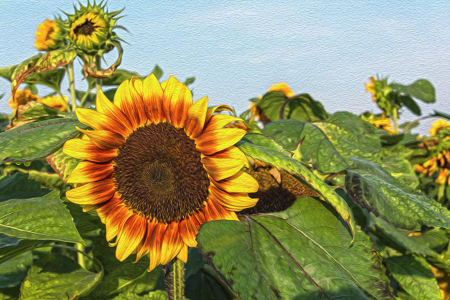 SUNflower Oil Paint Version Photograph by Angelo Marcialis