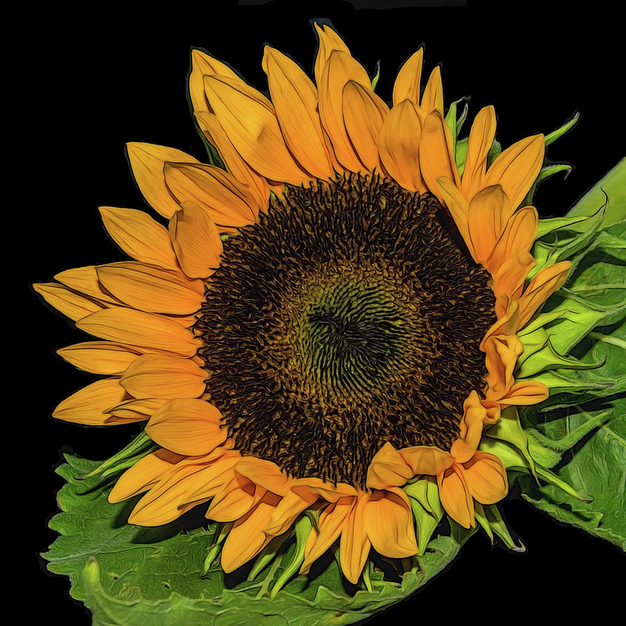 Sunflower On Black Photograph by Cathy Kovarik
