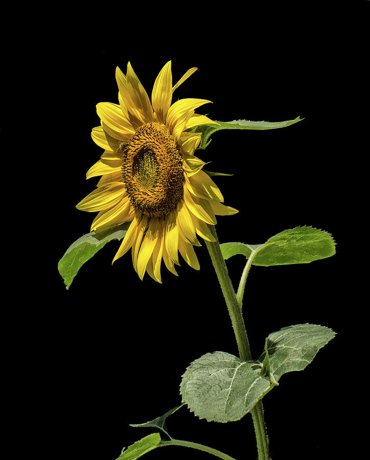 Sunflower On Black Photograph by Constantine Gregory
