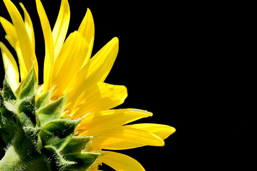 Flower Photograph - Sunflower On Black by Michelle McPhillips