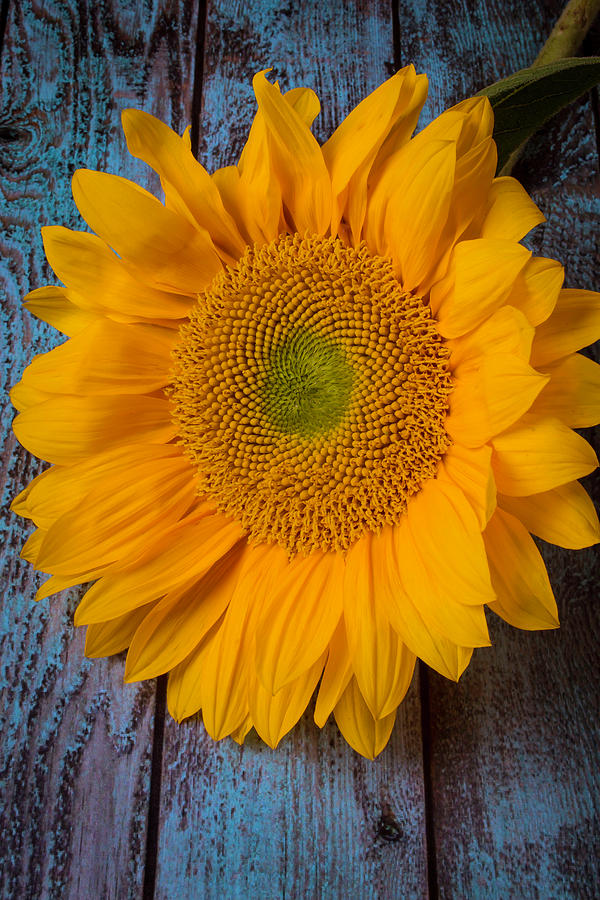 Sunflower On Blue Boards Photograph by Garry Gay