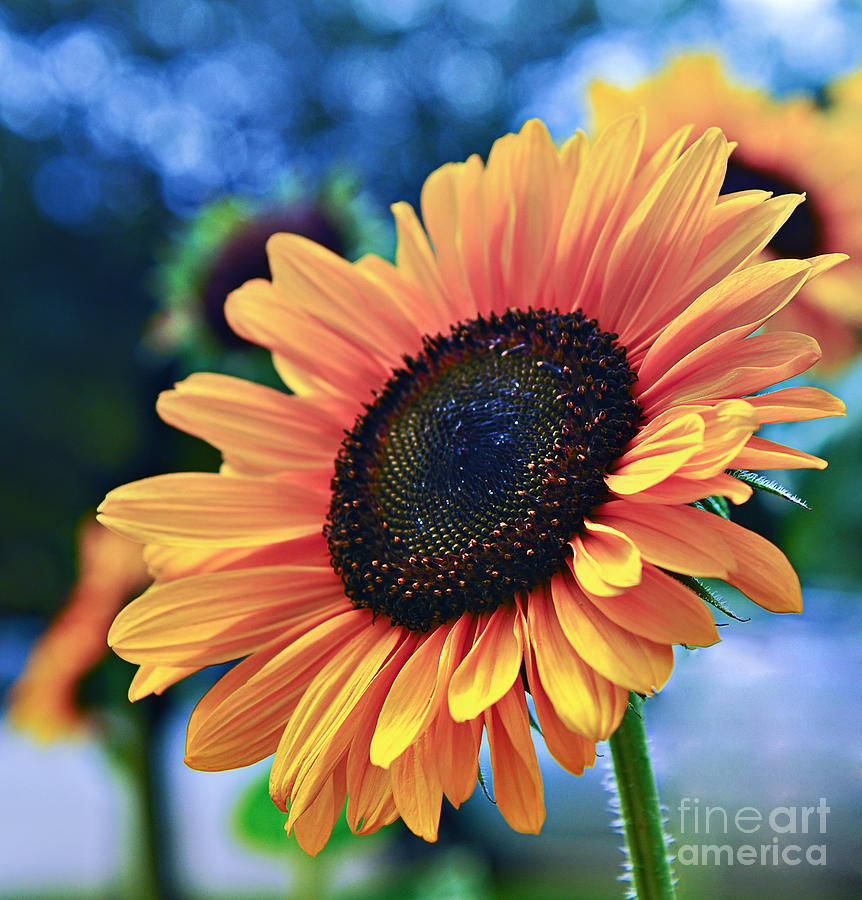 Sunflower on Blue Photograph by John Remy - Fine Art America