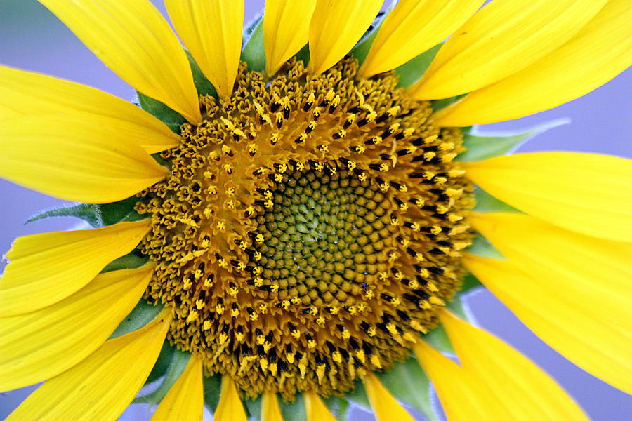 Sunflower on Blue Photograph by Sheila Brown