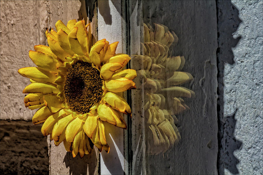 Sunflower on Building Wall Photograph by Robert Ullmann