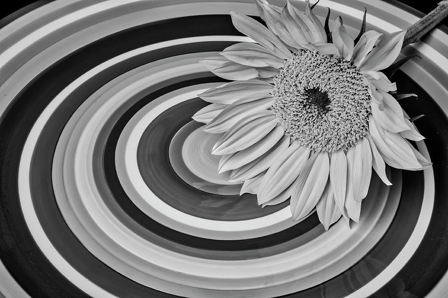 Sunflower On Circle Plate Black And White Photograph by Garry Gay