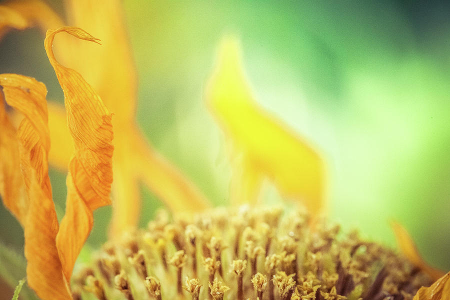 Sunflower Photograph - Sunflower On Fire by Debi Bishop