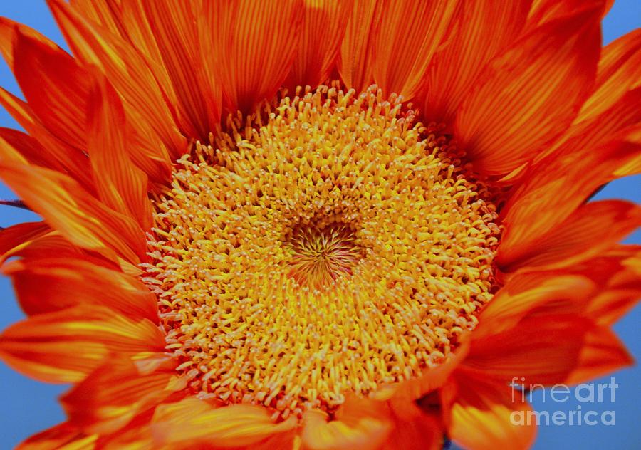 Flower Photograph - Sunflower On Fire by Mary Deal