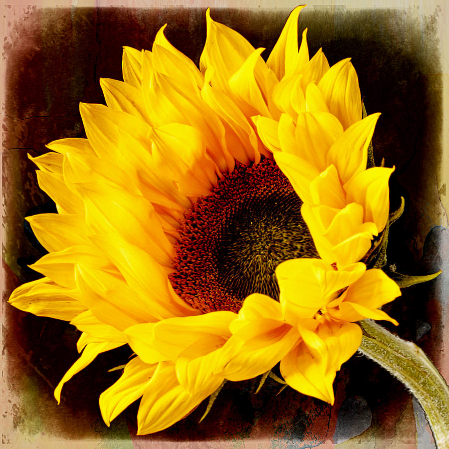 Sunflower on painted background. Photograph by John Paul Cullen