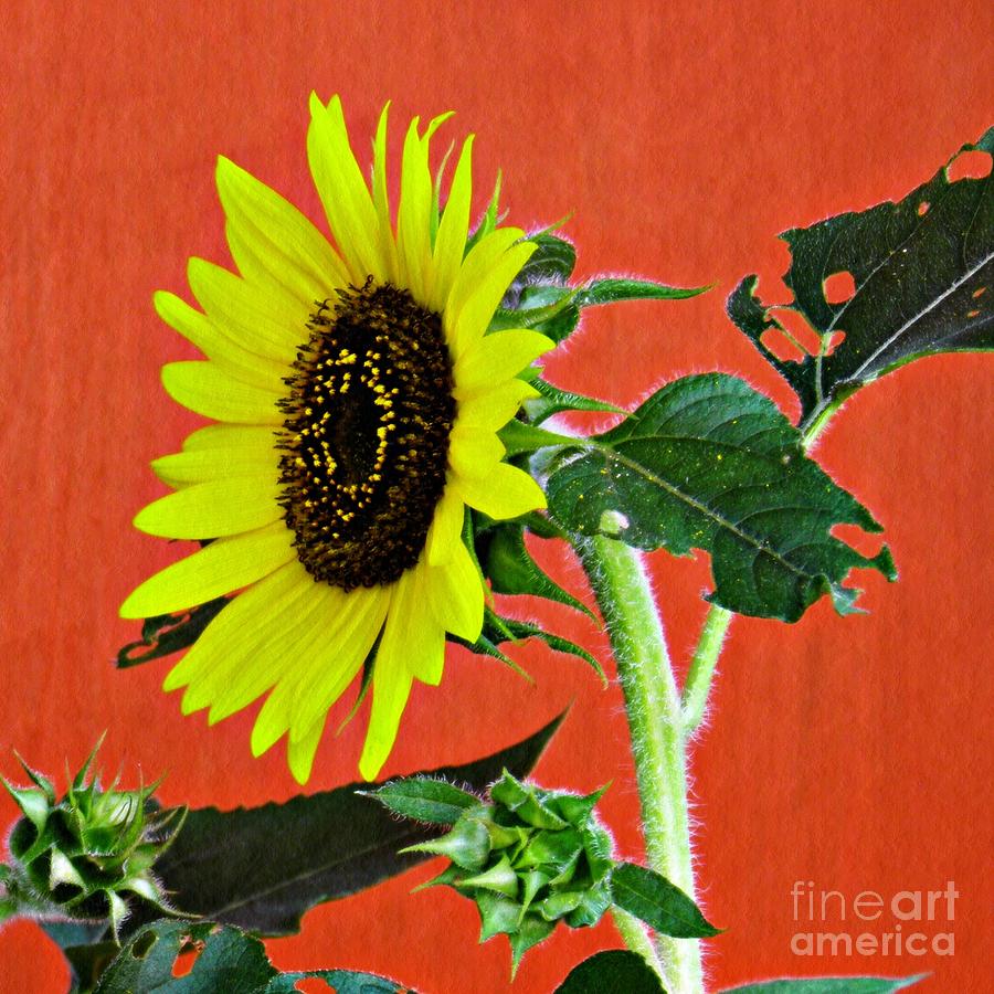 Sunflower on Red 2 Photograph by Sarah Loft