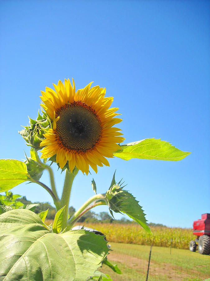 Sunflower Photograph - Sunflower on the Farm by Peter  McIntosh