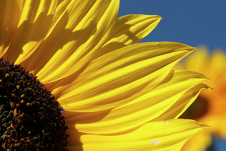 Sunflower on the Left Photograph by Cindi Ressler
