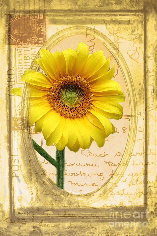 Sunflower on Vintage Postcard Photograph by Nina Silver