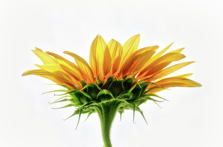 Sunflower on White Background  Photograph by Jennifer Rondinelli Reilly - Fine Art Photography
