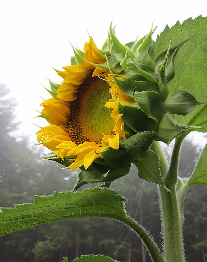 Sunflower on White Photograph by MTBobbins Photography