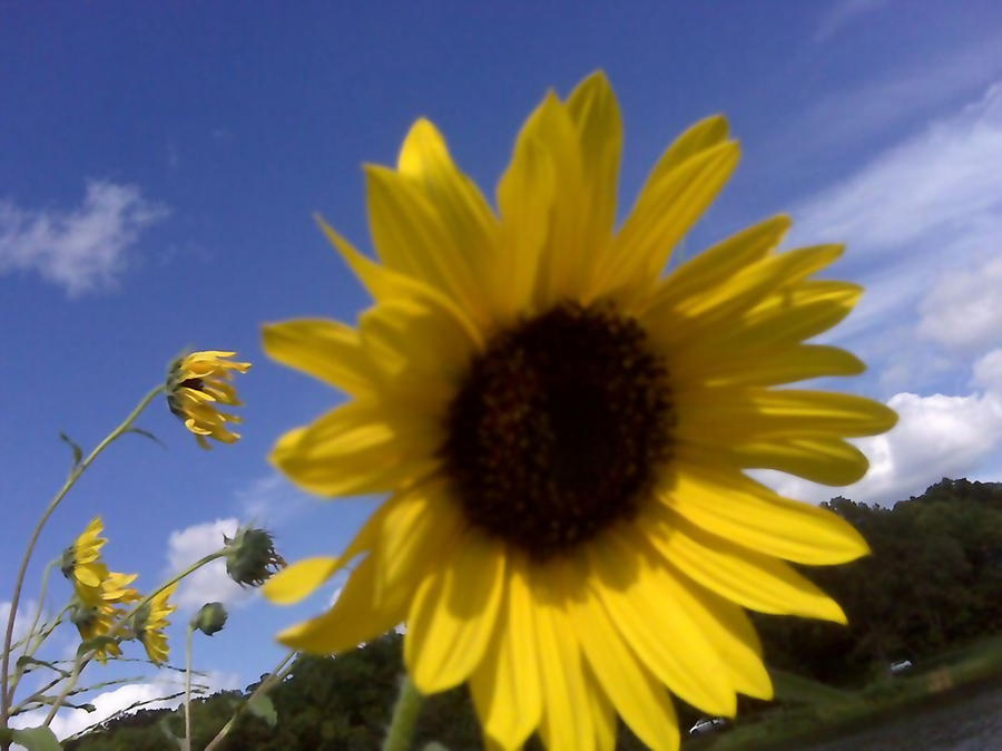 Sunflower One Photograph by A K Dayton