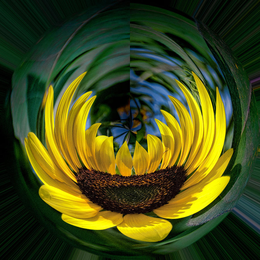 Sunflower Photograph - Sunflower Orb by Phyllis Taylor