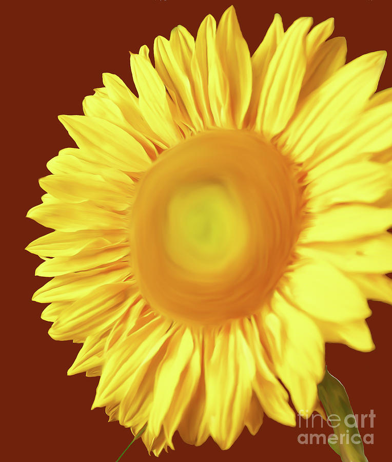 Sunflower Painted Version 1 by Chandra Nyleen Sunflower Painted Version 1 by Chandra Nyleen