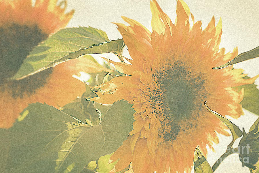Sunflower Pair Photograph by Ana V Ramirez