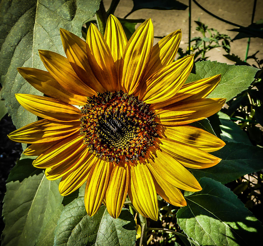 Sunflower Photograph by Pamela Newcomb