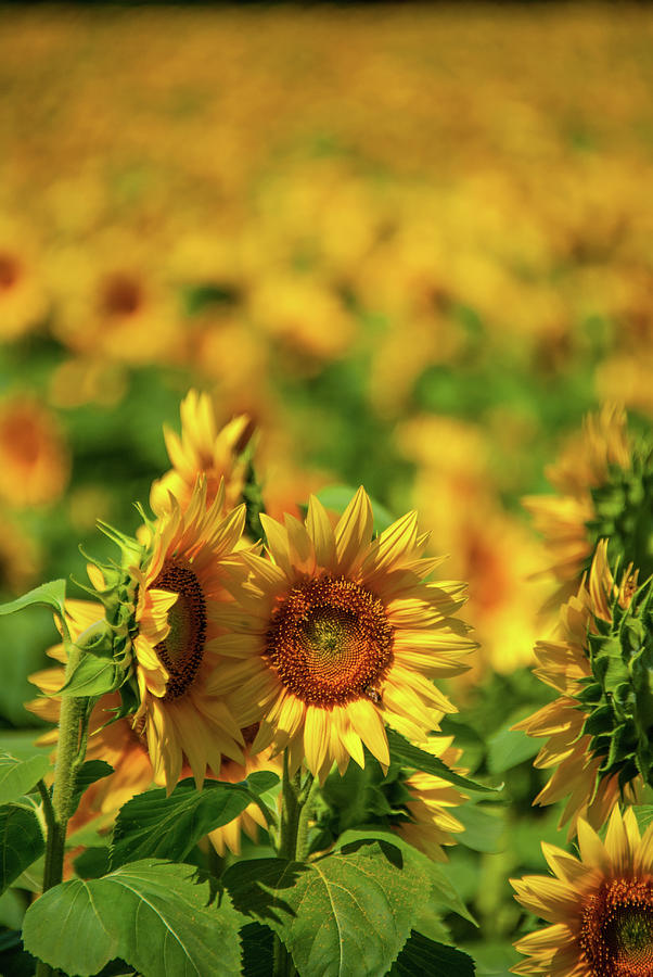 Sunflower Photograph by Pamela Williams