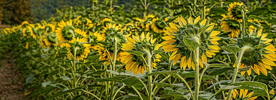 Sunflower Pano Photograph by Joye Ardyn Durham