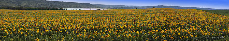 Sunflower Panorama In Ukraine Photograph