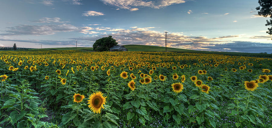 Sunflower Panorama Photograph by Mark Kiver
