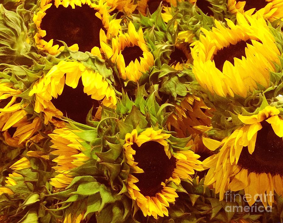 Sunflower Party Photograph by Onedayoneimage Photography