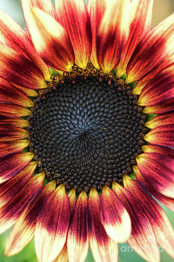 Sunflower Pastiche Photograph by Tim Gainey