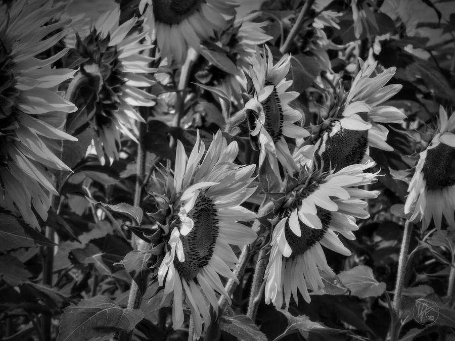 Sunflower Patch 001 BW Photograph by Lance Vaughn
