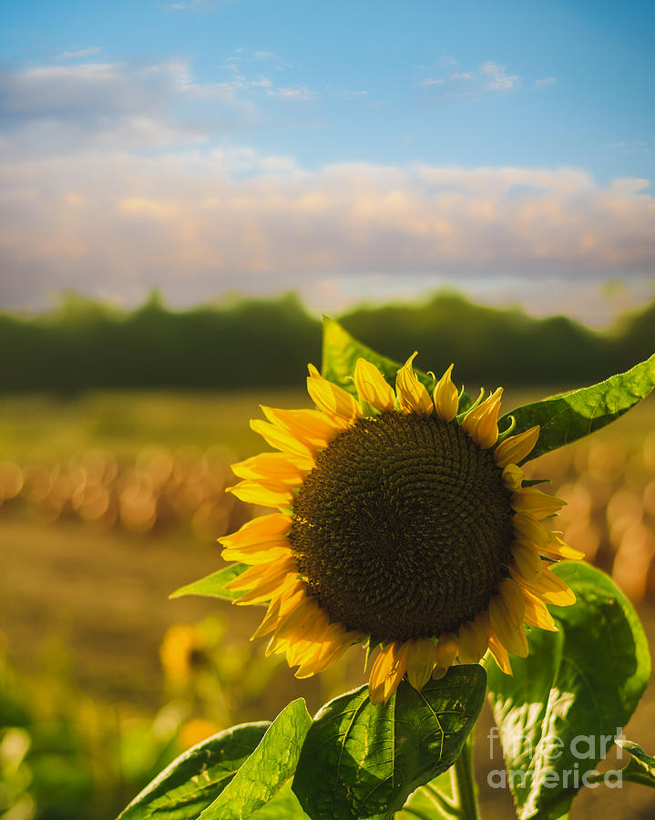 Sunflower Patch Photograph by Alissa Beth Photography