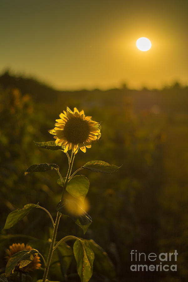 Sunflower Photograph - Sunflower Patch Sillhouette by Alissa Beth Photography
