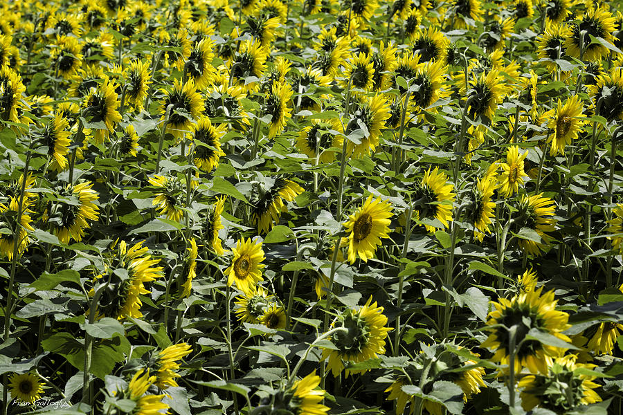 Sunflower Patterns Photograph by Fran Gallogly