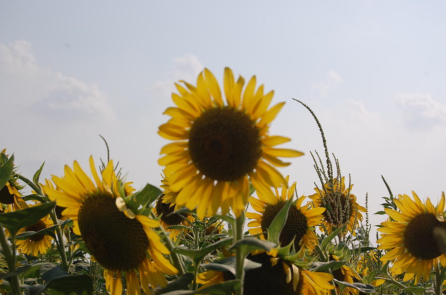 Sunflower  Photograph by Patty Vicknair