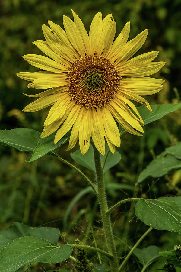 Sunflower Photograph by Paul Freidlund