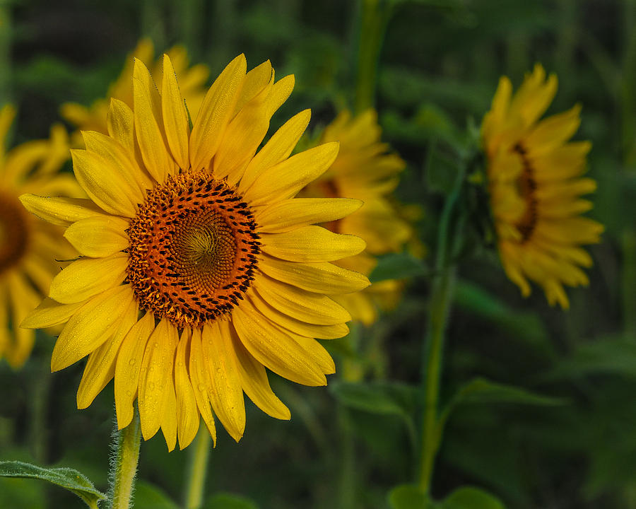 Sunflower Photograph by Paula Ponath