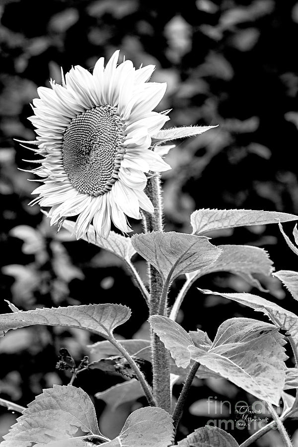 Sunflower Photograph - Sunflower Peace canvas print,photographic print,art print,framed print,greeting card,iphone case, by David Millenheft