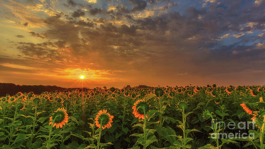Sunflower Peak Photograph by Andrew Slater