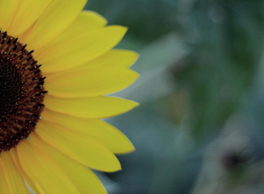 Sunflower Peeking.. Photograph by Cherie Duran