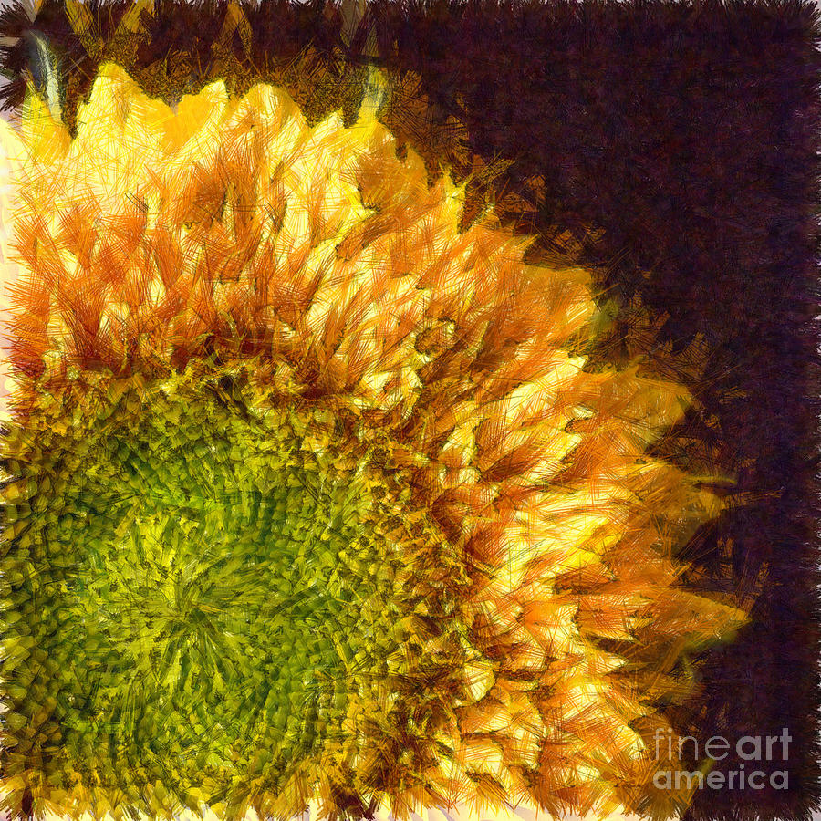 Sunflower Pencil Photograph by Edward Fielding